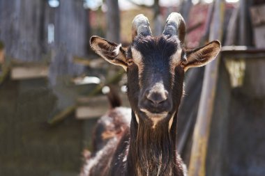 Çiftlikteki kara keçi.