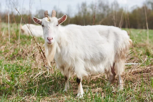 Weiße Ziege auf dem Bauernhof. — Stockfoto