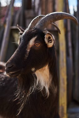 Çiftlikteki kara keçi.