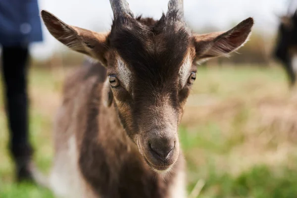 Kleine Ziege auf dem Bauernhof. — Stockfoto