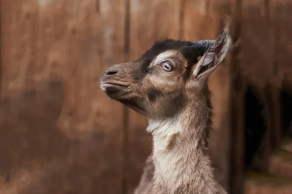 Retrato pequena cabra colorida — Fotografia de Stock
