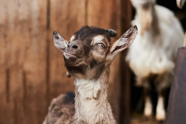 Cabra pequena na fazenda . — Fotografia de Stock