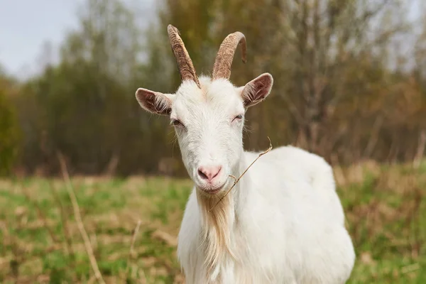 Weiße Ziege auf dem Bauernhof. — Stockfoto