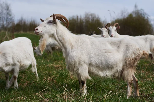 Weiße Ziege auf dem Bauernhof. — Stockfoto