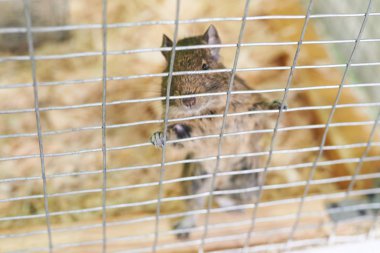 Küçük sincap degu kafesin parmaklıklar üzerinde asılı