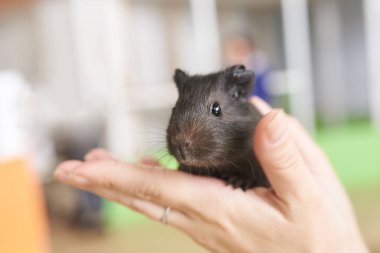 Elinde kobay küçük siyah