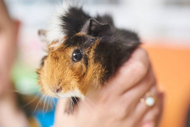 Guinea pig tricolor shaggy on his hands clipart
