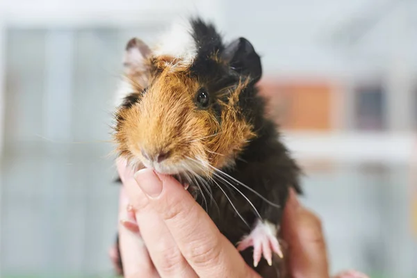 Cavia Tricolor Shaggy op zijn handen — Stockfoto