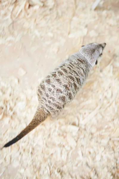 Meerkat gris renifle la sciure de bois — Photo