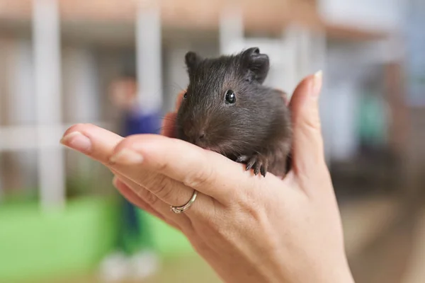 Porcușorul de Guineea mic negru în mâinile sale — Fotografie, imagine de stoc