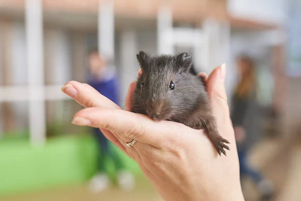 Porcușorul de Guineea mic negru în mâinile sale — Fotografie, imagine de stoc