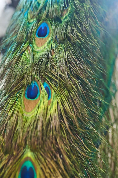 Coloridas plumas de cola de pavo real textura de fondo — Foto de Stock