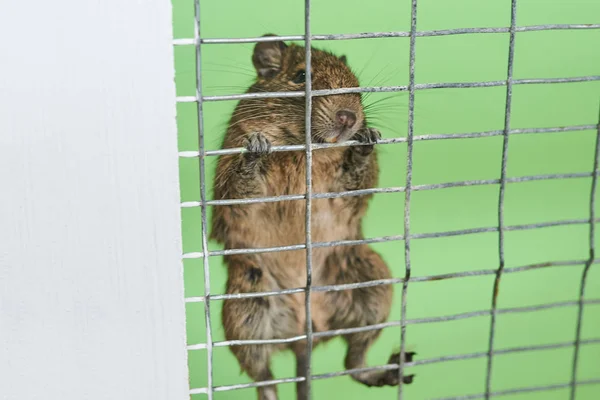 Little squirrel degu hanging on the bars of the cage