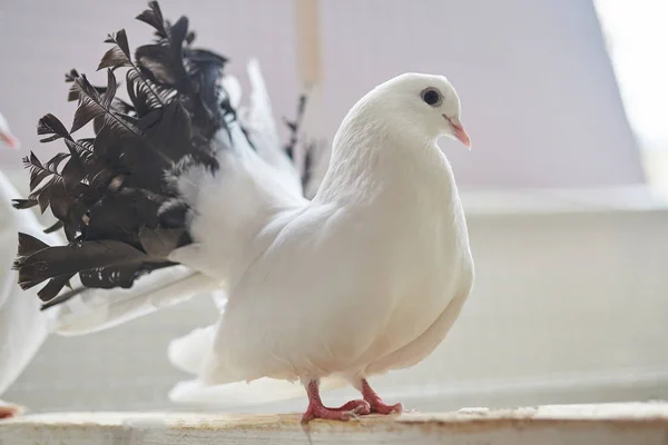 Dove white, with a black tail, sitting on a wooden crossbar — Stock Photo, Image