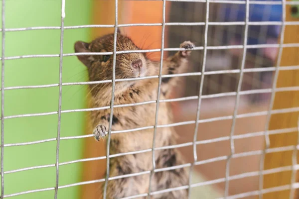 Kis mókus megízlel lóg a rúd a ketrecben — Stock Fotó