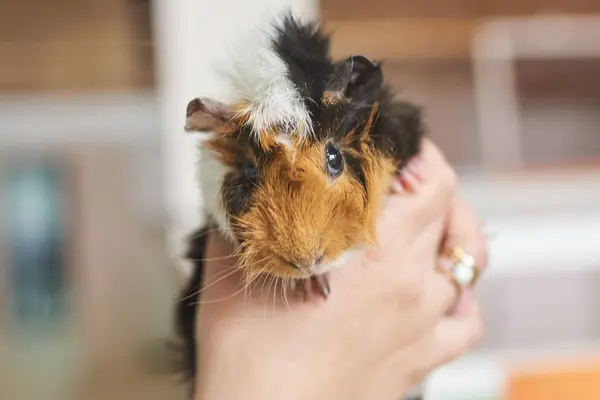 Cavia Tricolor Shaggy op zijn handen — Stockfoto