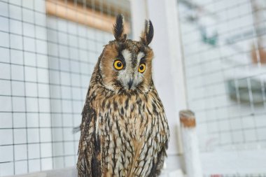 Komik uzun kulaklı baykuş doğru görünümlü