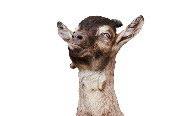 Goat head, with a thoughtful expression on the face on a white background