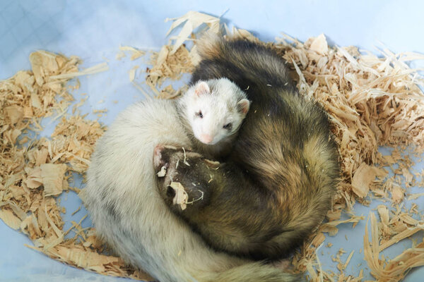 Two cute ferrets sleeping in wood sawdust