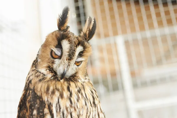 おかしい長い耳のフクロウの居眠り — ストック写真