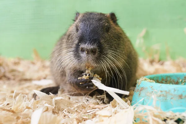 Een grote nutria's houden in de poten voedsel in de buurt van de trog — Stockfoto