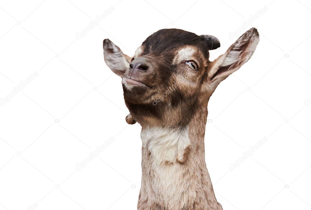 Goat head, with a thoughtful expression on the face on a white background