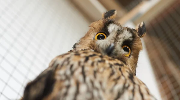 Funny eared owl looking down