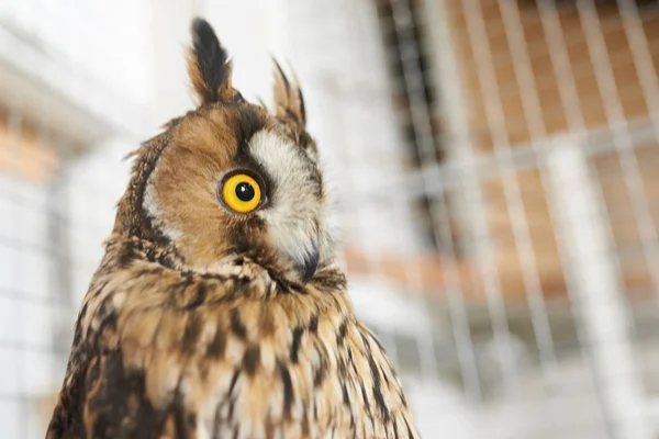 Hassu pitkäkorvainen pöllö katsoo sivulle — kuvapankkivalokuva