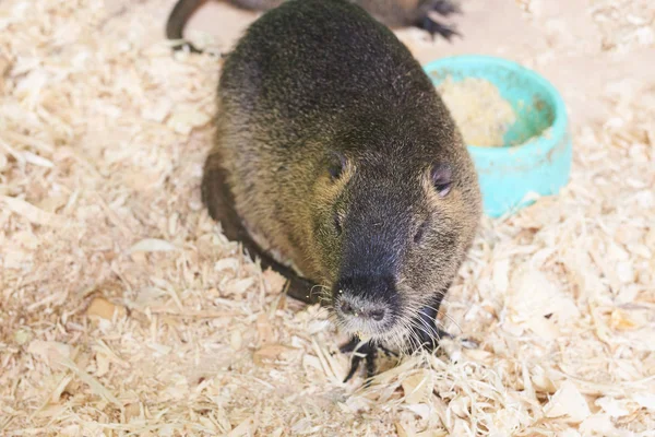 En stor Nutria sitter på ett trä sågspån — Stockfoto