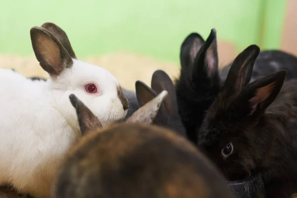 Grupa różnych cute królików — Zdjęcie stockowe