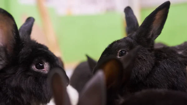 Grupa uroczych czarnych królików — Zdjęcie stockowe