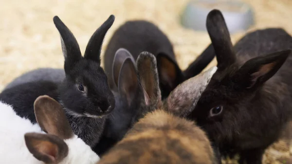 Grupa różnych cute królików — Zdjęcie stockowe