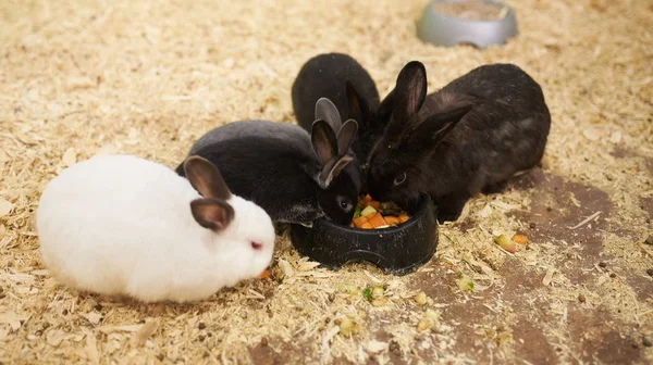 Besleyicinin etrafında yemek yiyen bir grup farklı tavşan — Stok fotoğraf