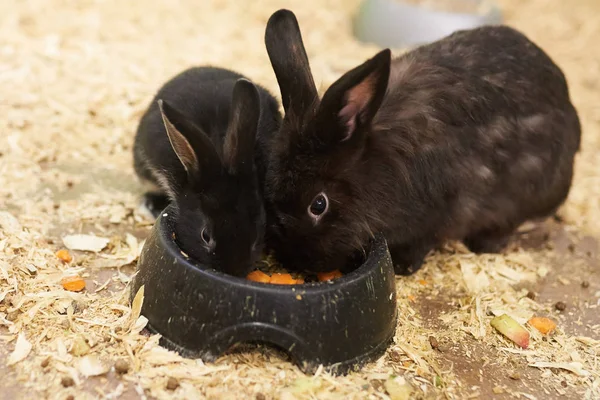 Dwa piękny czarny królik jeść jedzenie z podajniki — Zdjęcie stockowe