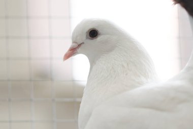 Pembe gagalı güzel beyaz güvercin