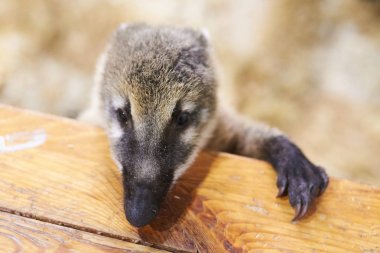Küçük coati bir sandalyeye yaslanır