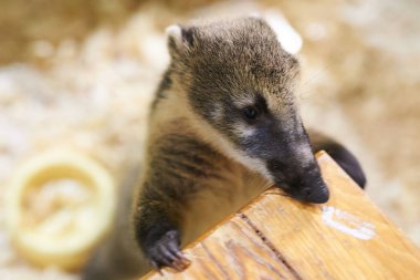 Küçük coati bir sandalyeye yaslanır