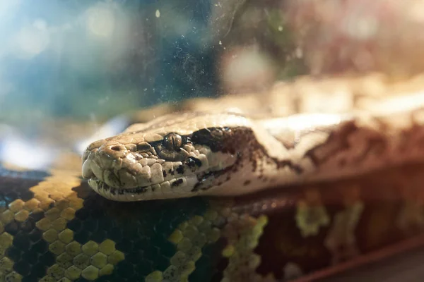 Grand Python dans un aquarium en verre — Photo
