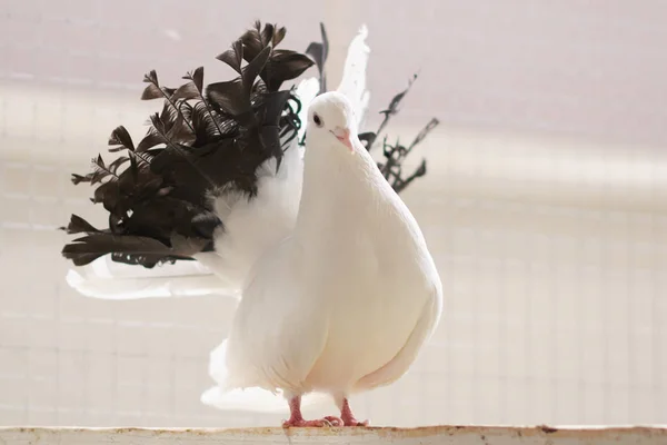 Dove white, with a black tail, sitting on a wooden crossbar — Stock Photo, Image