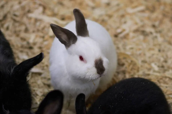 Cute biały królik, z czarnym wylewka i uszy, z czerwonymi oczami — Zdjęcie stockowe