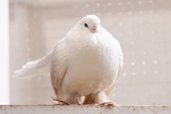 Belo pombo branco com um bico rosa — Fotografia de Stock