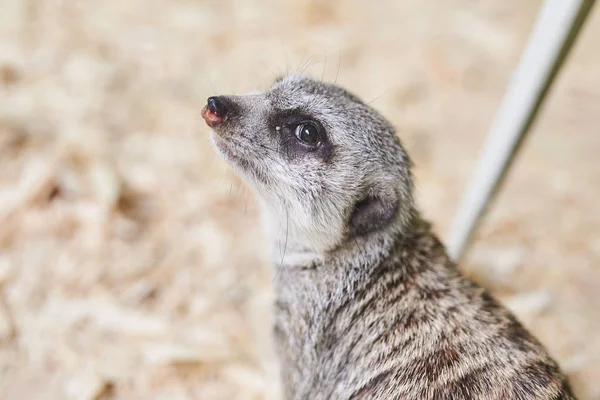 The little grey meerkat listens carefully