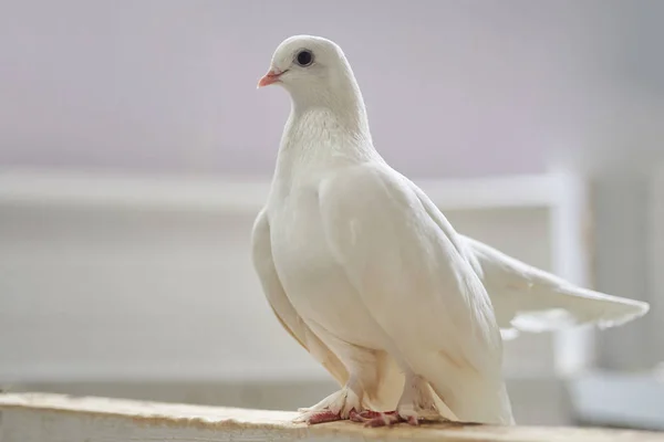 Beautiful white dove sitting on a wooden crossbar — Stock Photo, Image