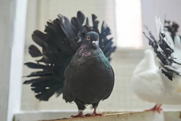 Pombo decorativo preto em uma barra transversal de madeira — Fotografia de Stock