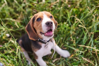 Beagle köpek yavrusu, ağzı açık, çimenlerin üzerinde oturan