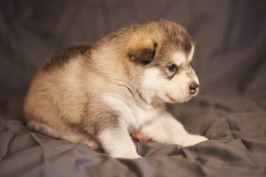 Gri arka planda yatan sevimli Malamute köpek yavrusu