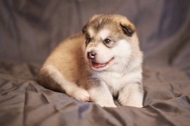 Sevimli köpek Malamute, ağzını açken, gri bir arka plan üzerinde yalan