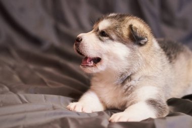 Gri bir arka plan üzerinde sevimli Bir Malamute köpek yavrusu Portresi