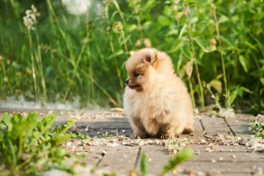 Sokakta Sevimli köpek krem Pomeranian. 