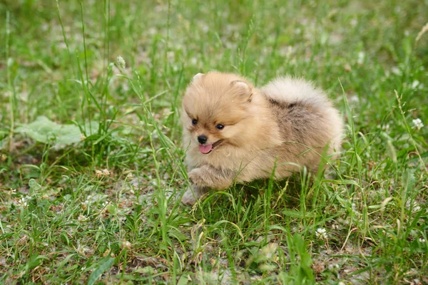 Pomeranian yavru sokakta oynuyor — Stok fotoğraf